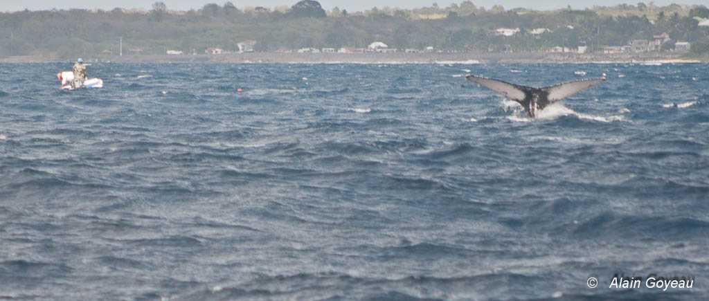 Une baleine à bosse et son baleineau devant Port Louis.