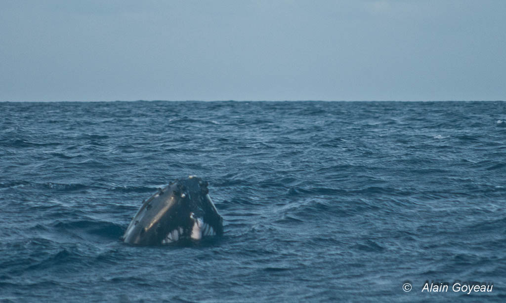 Le baleineau curieux n'héite pas à sortir la tête de l'eau pour nous observer.