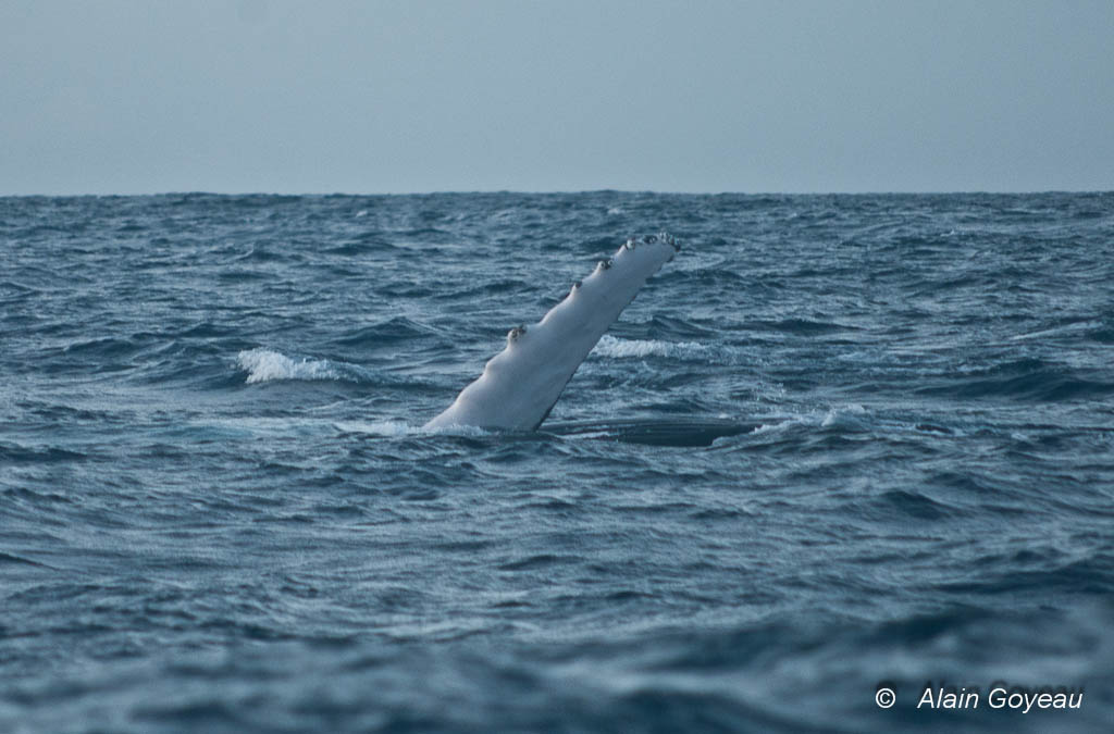 Une baleine à Bosse nous montre sa nageoire pectorale.