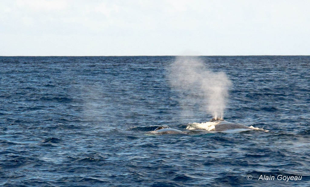 La Baleine respire grace à deux évents. Son souffle est visible de loin.