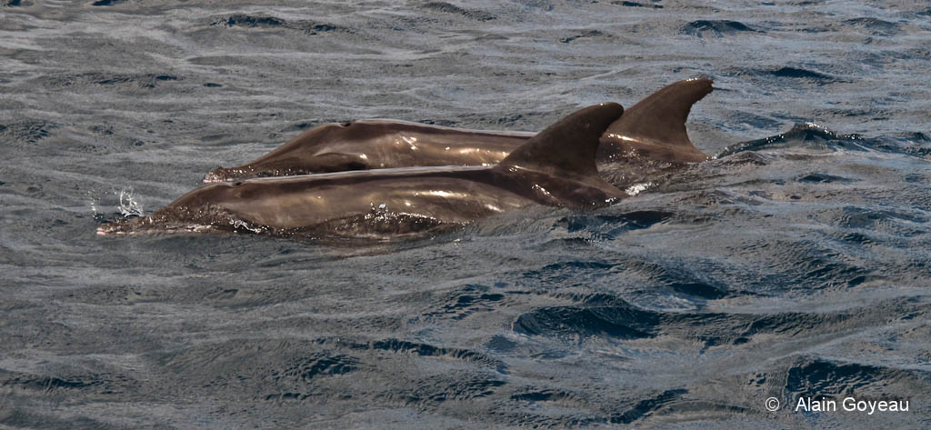 Les dauphins Sténos de Guadeloupe à port Louis.
