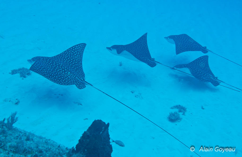 Raies Léopard Guadeloupe Raies Léopard Guadeloupe