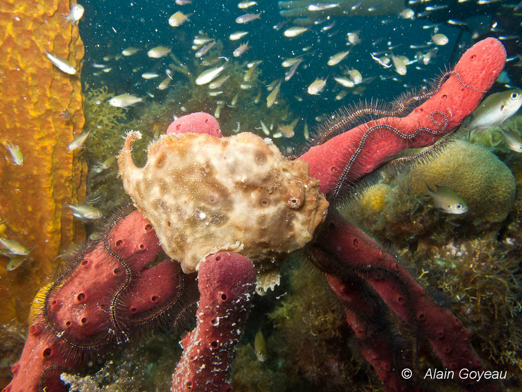 Poisson Antennaire également appelé Poisson Crapaud. Stage Biologie. Poisson Antennaire également appelé Poisson Crapaud. Stage Biologie.