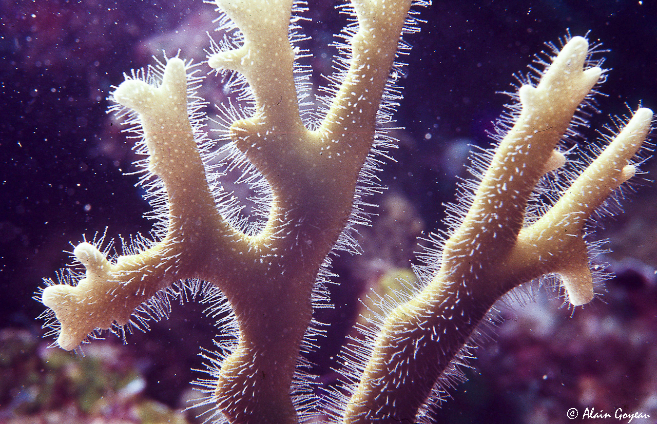 Détail des Polypes du Corail de feu.