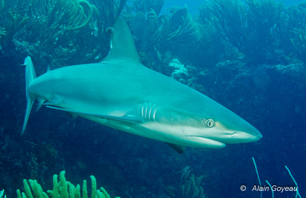 Un Requin Caraïbe (Carcharhinus perezi) rode sur le récif.