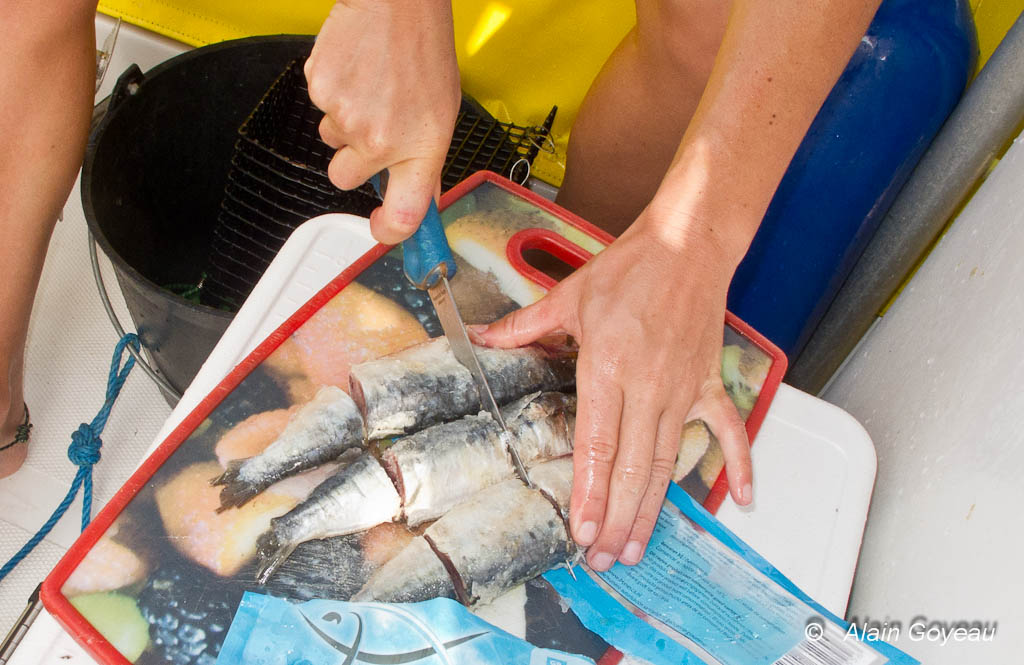 Les poissons sont découpés avant d'être enfermés dans la cage.
