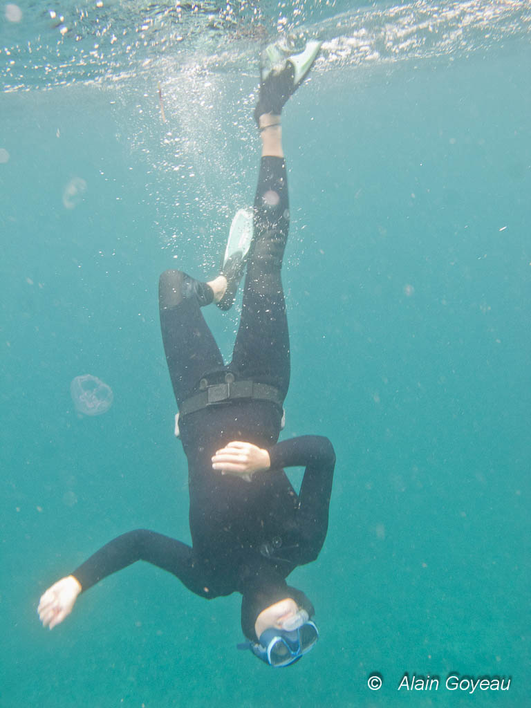 Reste-t-il des requins et des raies de récif en Guadeloupe ?