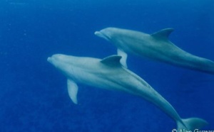 Les dauphins.