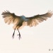 DSC_5519-Modifier