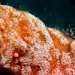 IMG_4699-Modifier IMG_4699-Modifier