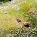 IMG_4943 IMG_4943