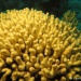 Corail madrace Jaune