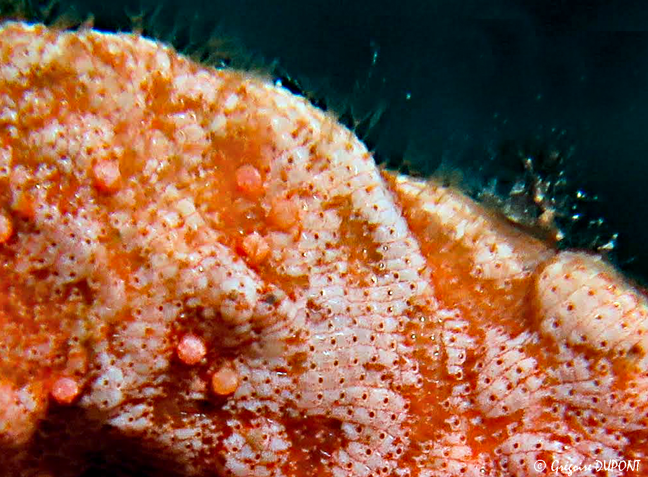 IMG_4699-Modifier IMG_4699-Modifier