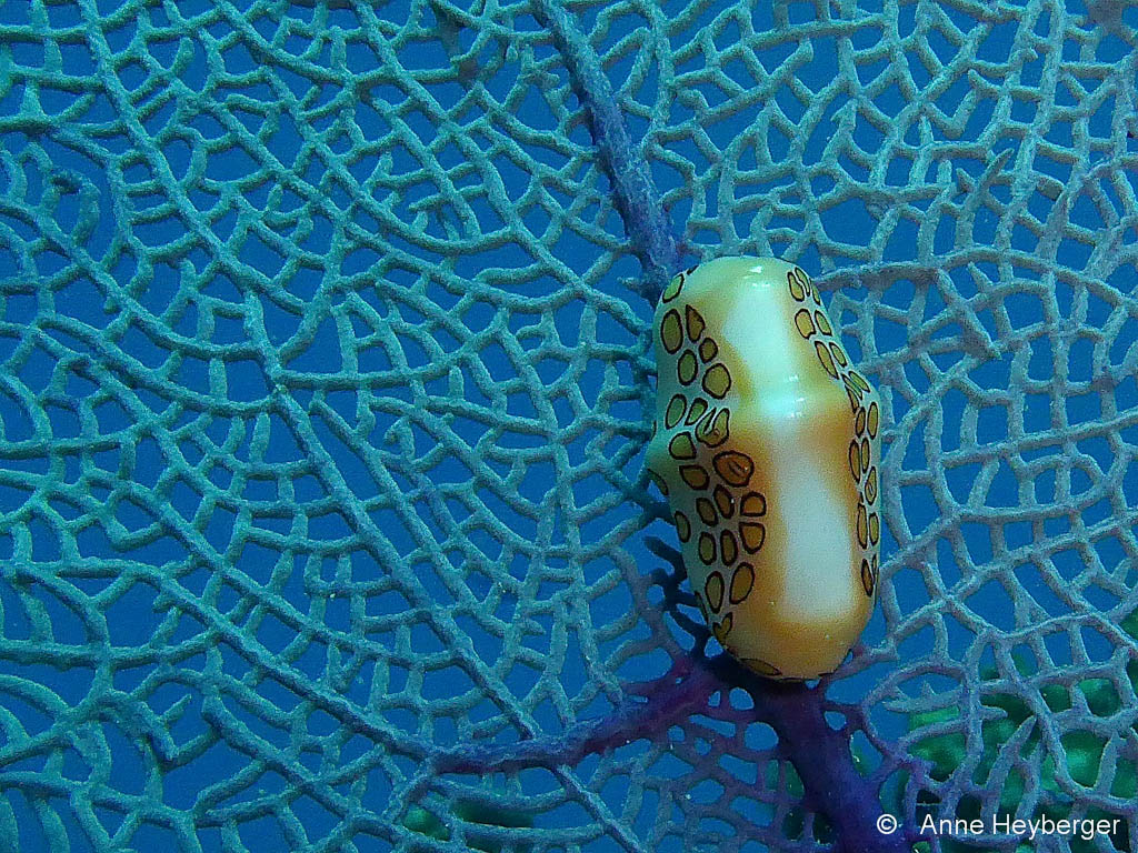 Monnaie Caraïbe Monnaie Caraïbe