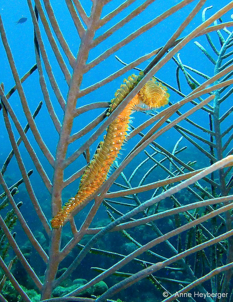 Ver de Feu Ver de Feu