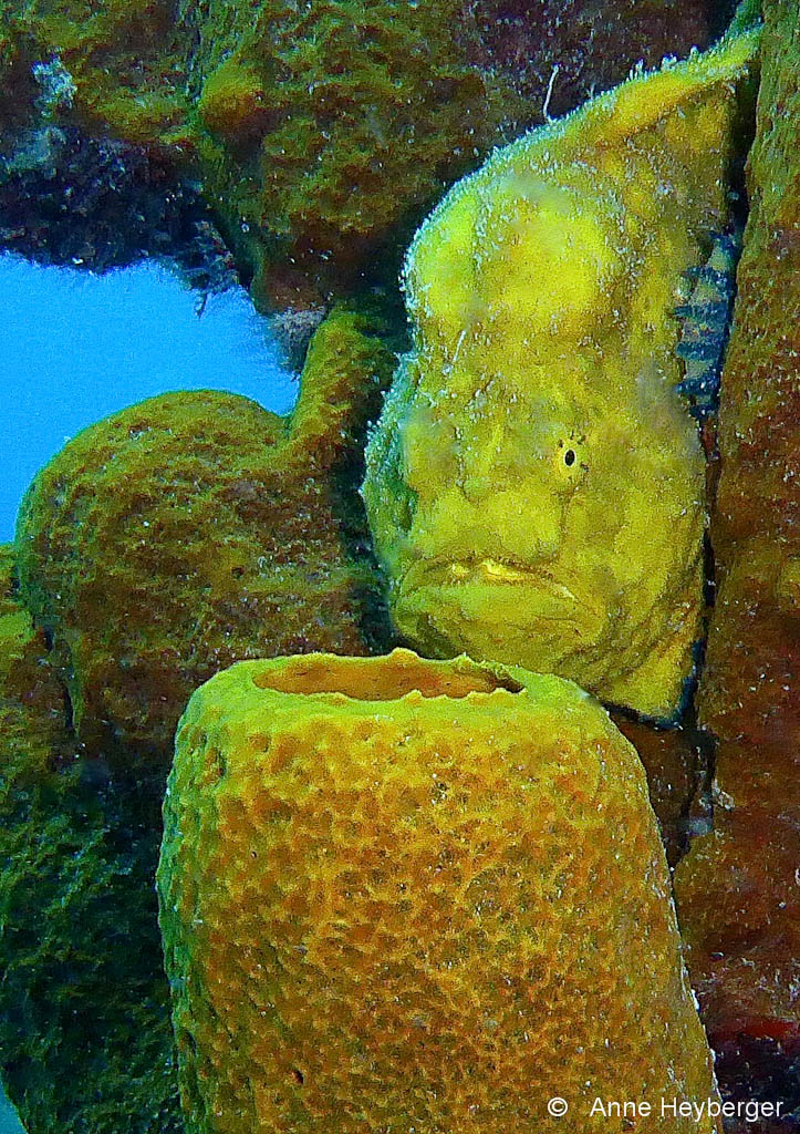 Poisson Antennaire