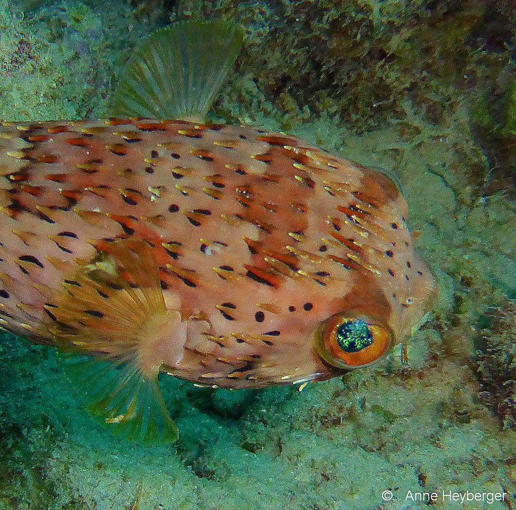 Poisson Diodon