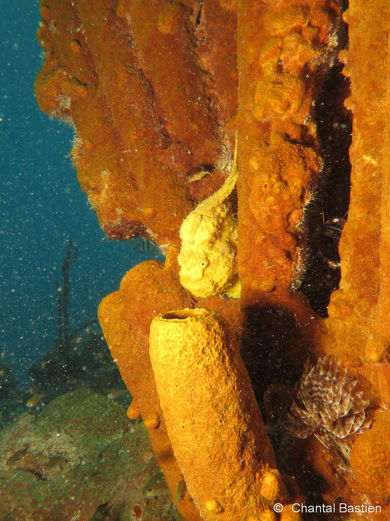 Poisson Antennaire