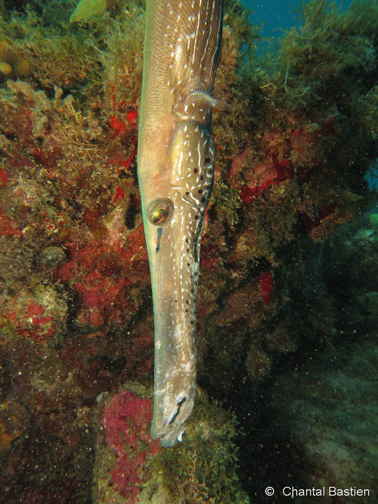 Poisson Trompette Poisson Trompette