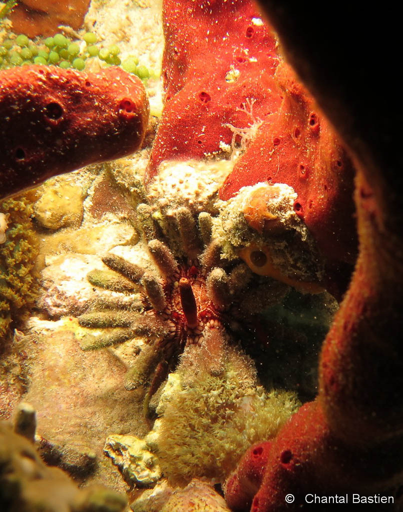 Oursin Crayon Oursin Crayon