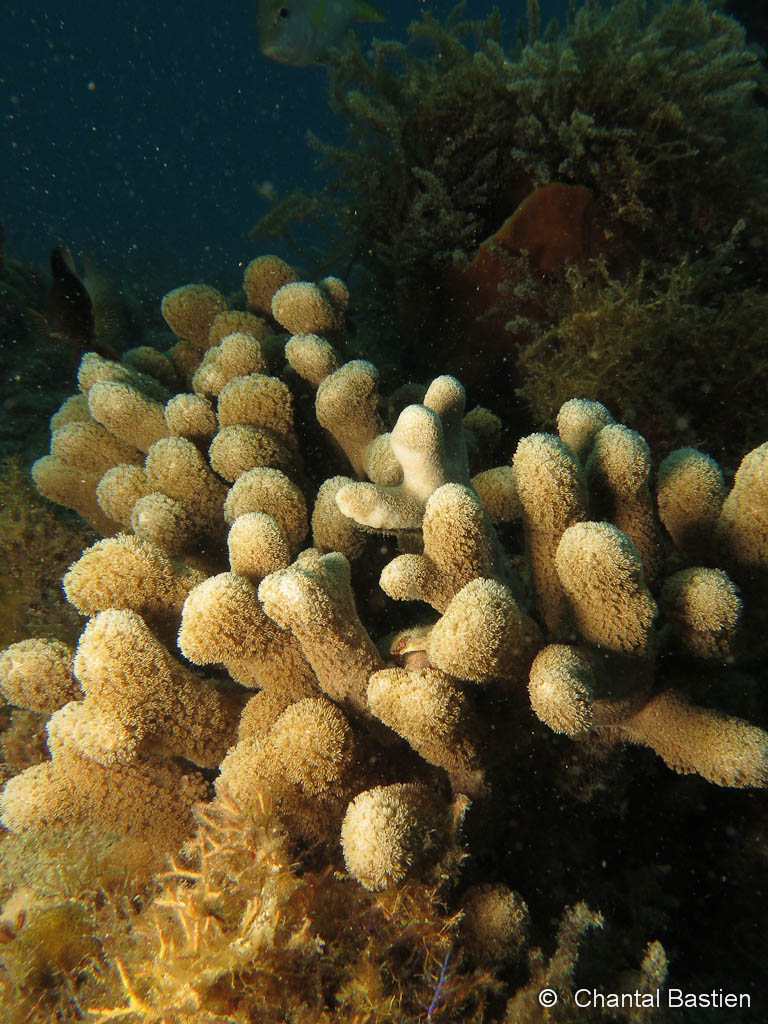 Corail Porite Digitée Corail Porite Digitée