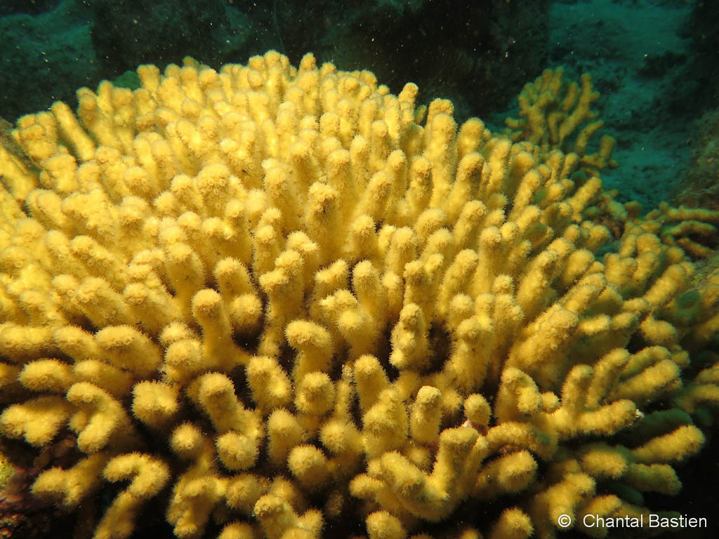 Corail madrace Jaune