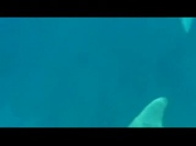 Une vidéo de l'OMMAG : Identification dauphins Sténo.