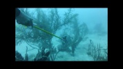 Pterois volitans en Guadeloupe
