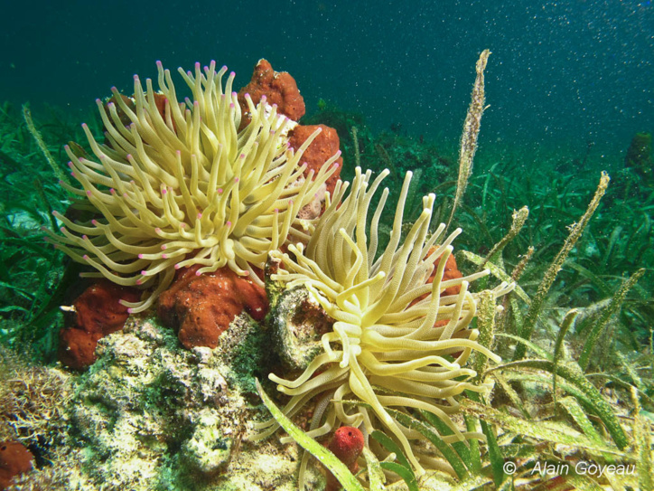 Deux Anémones de Mer Géantes déploient leurs longs tentacules pour capturer des proies. Deux Anémones de Mer Géantes déploient leurs longs tentacules pour capturer des proies.