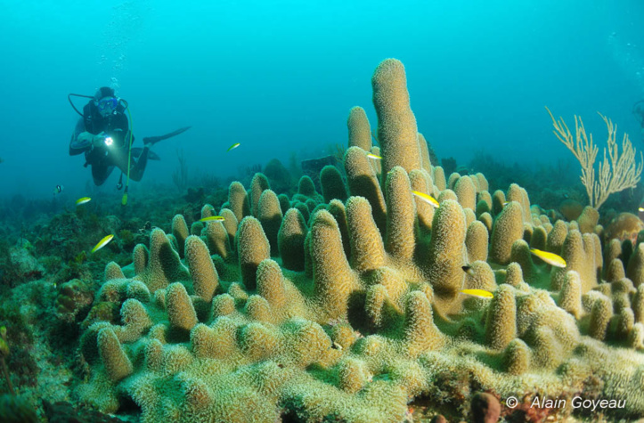 La féérie de la reproduction des coraux en Guadeloupe.
