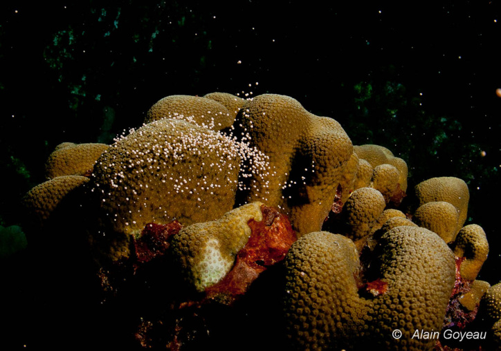La féérie de la reproduction des coraux en Guadeloupe.