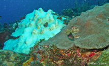 Blanchissement des coraux en Guadeloupe.
