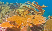 Acropora palmata: Corne d’élan.