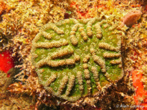 Mycetophyllia aliciae: Corail cactus rugueux.