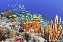 L'Aquarium, un site idyllique pour faire son baptême de plongée.