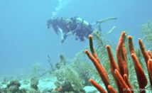 Pendant votre baptême de plongée, le moniteur garde une mai sur vous. Pendant votre baptême de plongée, le moniteur garde une mai sur vous.