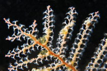 Les hydraires sont des colonies de micro-organisme.  Thyroscyphus sp. Les hydraires sont des colonies de micro-organisme.  Thyroscyphus sp.