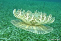 Méduse Cassiopée, ombrelle tournée vers le fond. Méduse Cassiopée, ombrelle tournée vers le fond.