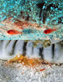 Des crevette et Poissons Apogons se dissimulent sous une méduse Cassiopée.
