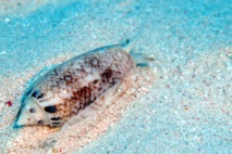 Une plongée originale sur le sable.