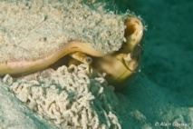 Une plongée originale sur le sable.