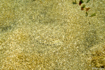 Une plongée originale sur le sable.