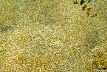 Carrelet Ocellé parfaitement invisible sur le sable.