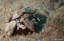 Un Oursin des Sables à Rosace utilise des débris coralliens pour se dissimuler.