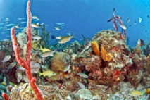 Baptême de plongée Guadeloupe.