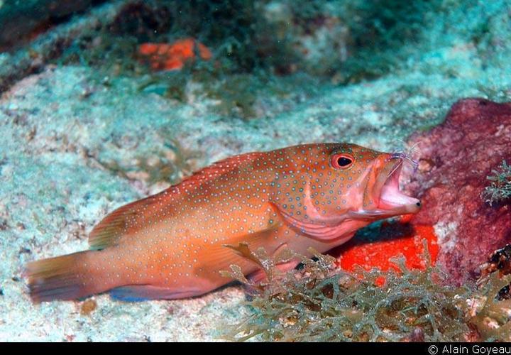 Un Mérou (Epinephelus guttarus) à une station de nettoyage se fait déparasiter par une crevette de Pederson (Pereclimenes pedersoni). Un Mérou (Epinephelus guttarus) à une station de nettoyage se fait déparasiter par une crevette de Pederson (Pereclimenes pedersoni).