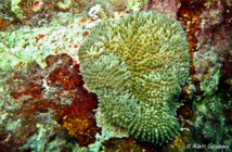 L'Anémone Soleil abrite de nombreuses crevettes dans ses tentacules urticants. L'Anémone Soleil abrite de nombreuses crevettes dans ses tentacules urticants.