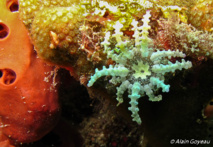 Les tentacules de cette anémone se terminent par des renflements en forme de massue, d'ou son nom. Les tentacules de cette anémone se terminent par des renflements en forme de massue, d'ou son nom.