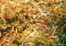 Dissimulée dans une fissure, l'Anémone Secrète ne montre que l'extrémité de ses tentacules. Dissimulée dans une fissure, l'Anémone Secrète ne montre que l'extrémité de ses tentacules.