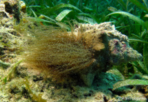 Cette Anémone Serpentin s'est réfugiée dans une vieille coquille de Conque. Cette Anémone Serpentin s'est réfugiée dans une vieille coquille de Conque.